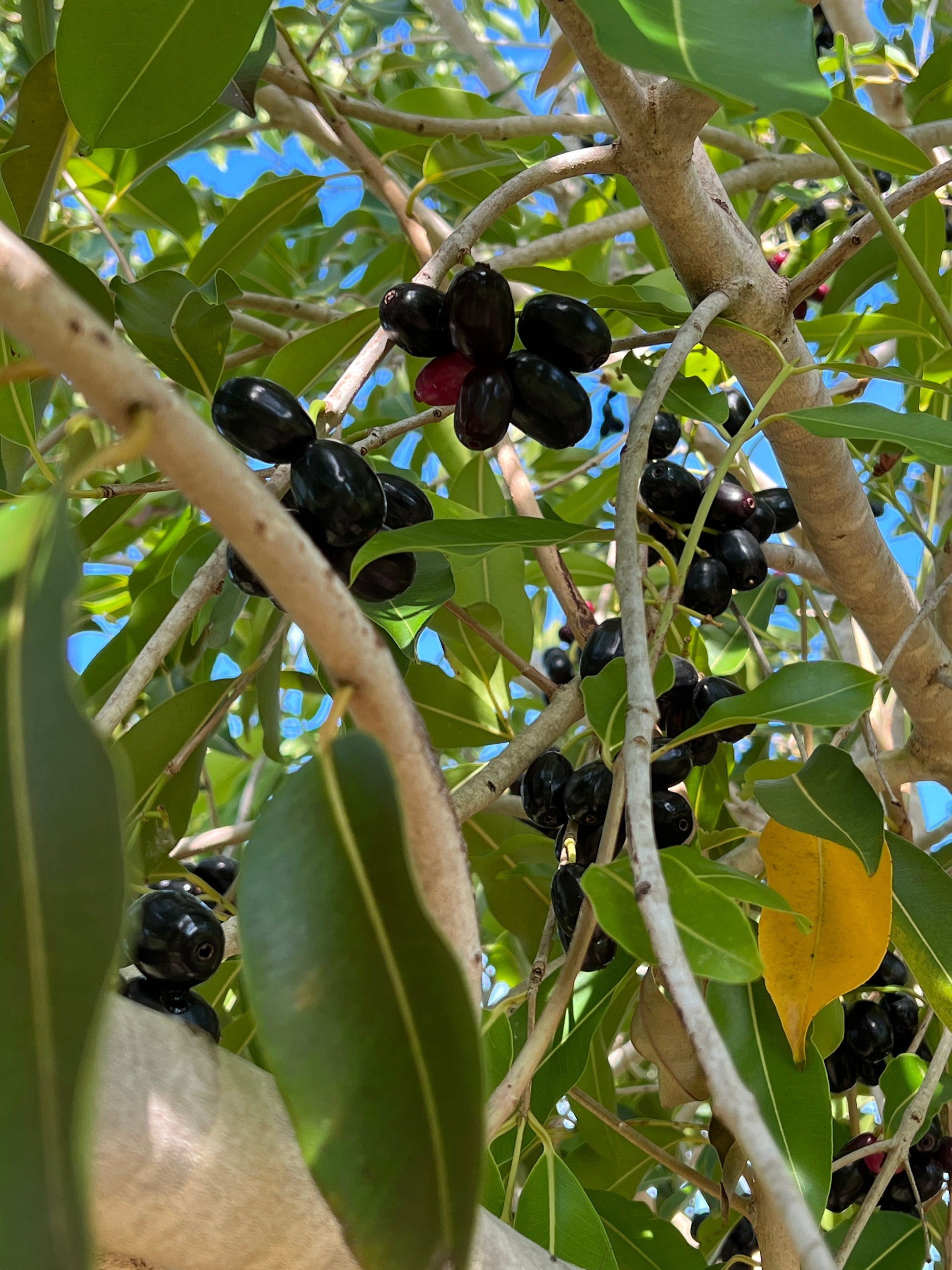 "Close-up of ripe Jamun fruit hanging from the tree branches, displaying its deep purple color and enticing sweetness, ready for harvest and enjoyment."