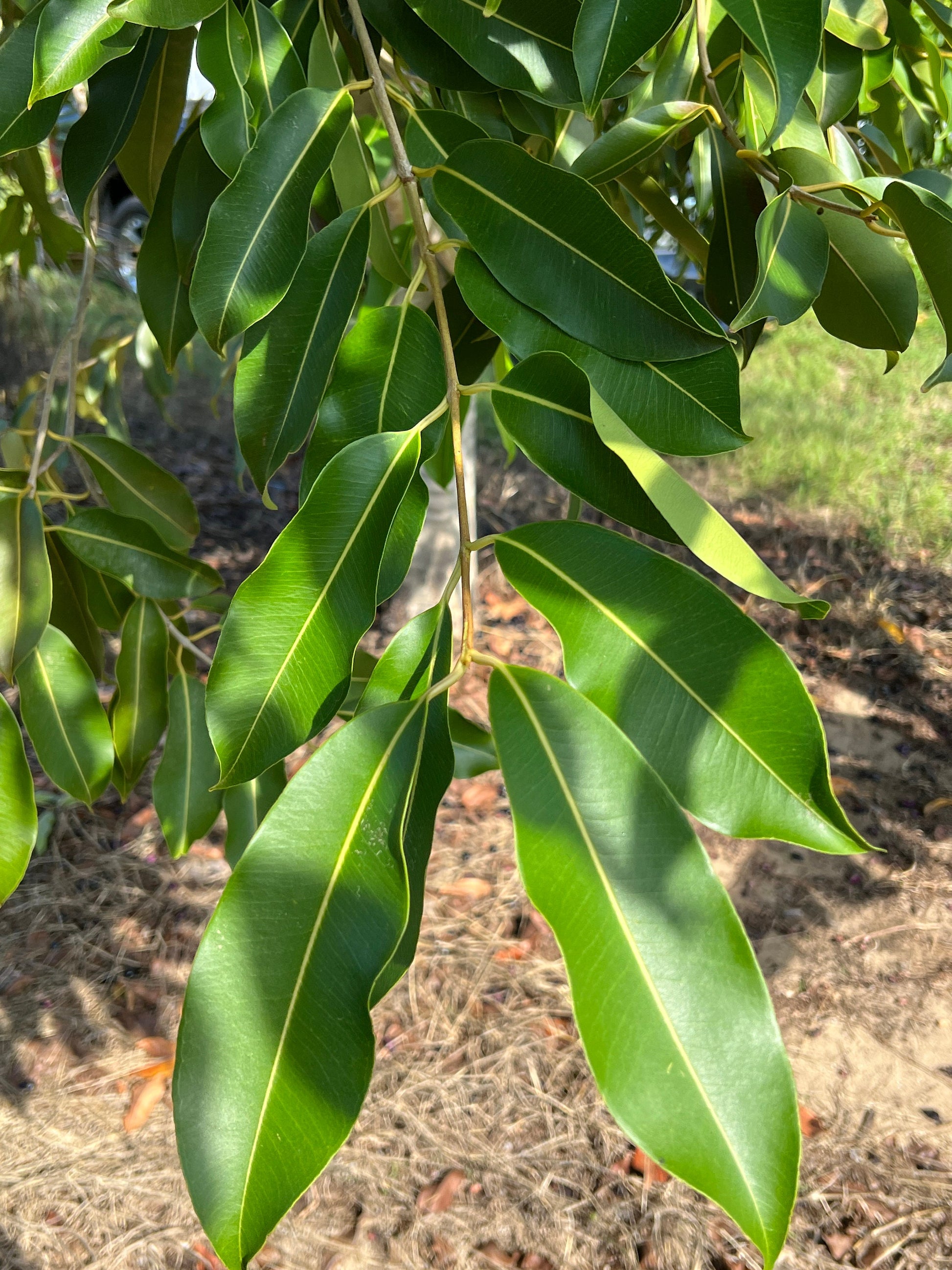 "Close-up of Jamun tree leaves, featuring vibrant green foliage and glossy texture, adding beauty and shade to the landscape while also highlighting the tree's health and vitality."