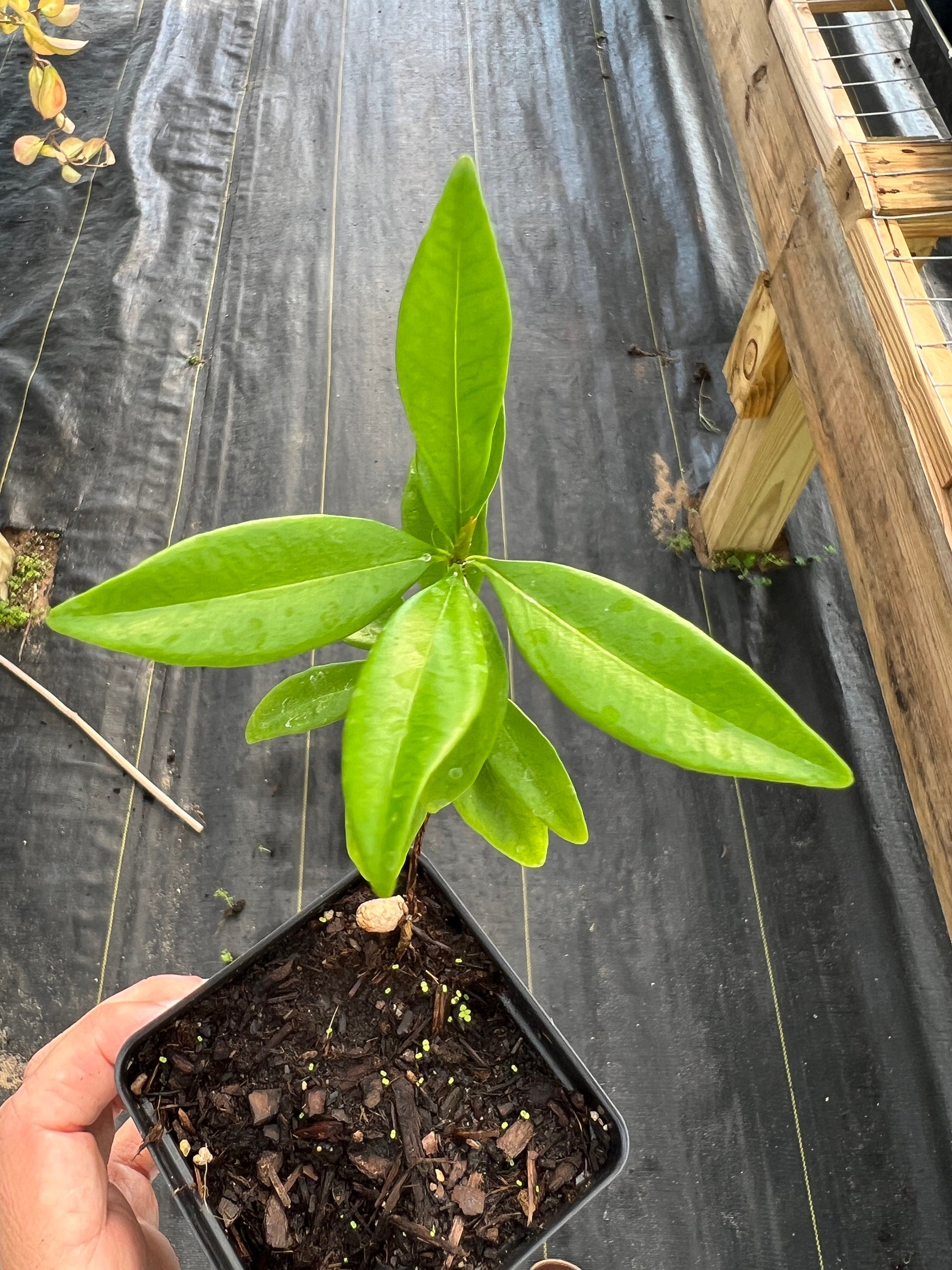 grumichama leaves