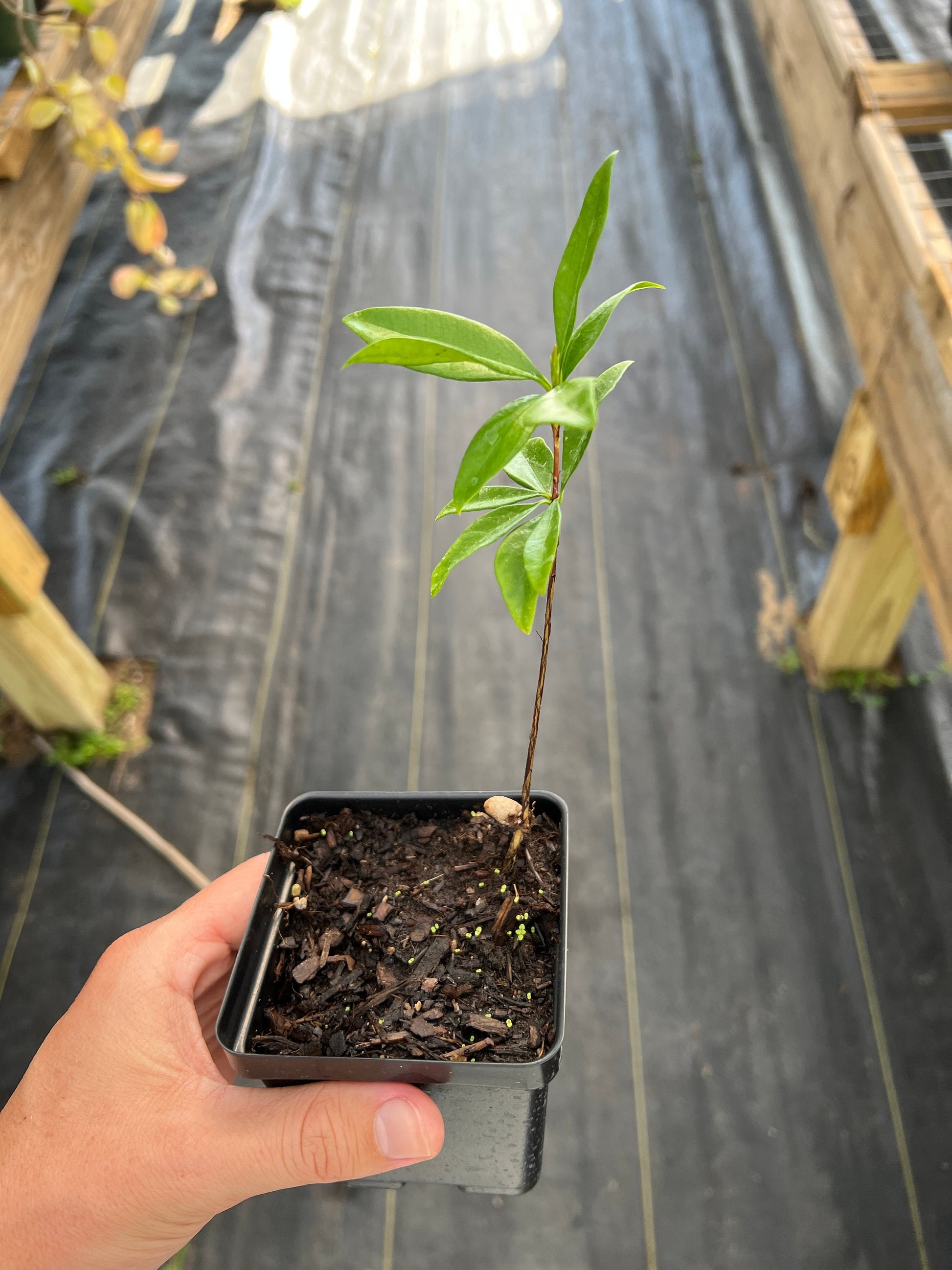 Grumichama seedling