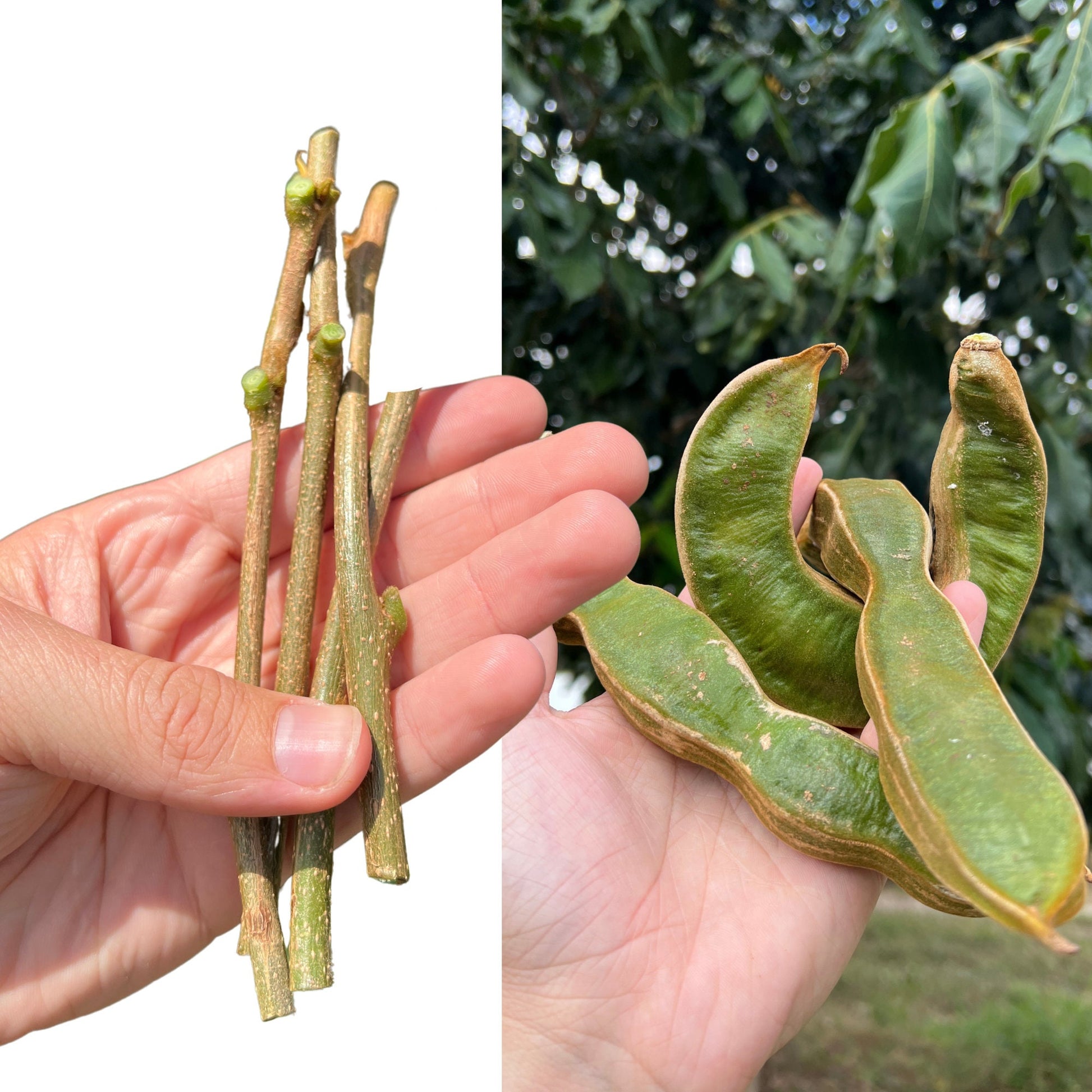 "Close-up of Inga Edulis cuttings, displaying healthy green leaves and strong stems, ideal for propagation and growing your own productive Inga Edulis trees at home or in the garden."