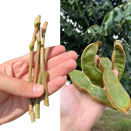 "Close-up of Inga Edulis cuttings, displaying healthy green leaves and strong stems, ideal for propagation and growing your own productive Inga Edulis trees at home or in the garden."