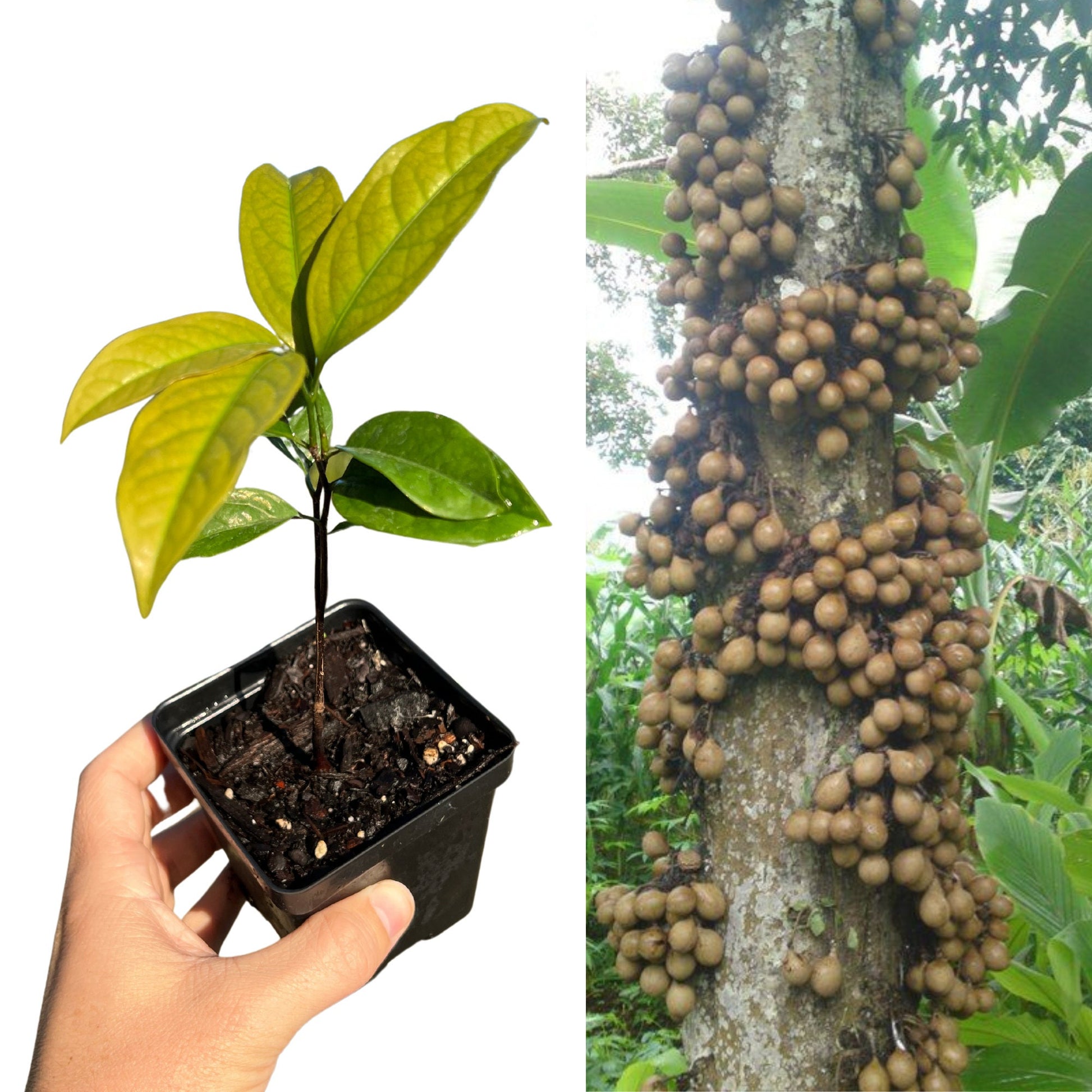 "Close-up of a healthy Kepel plant, featuring vibrant green leaves and robust stems, ideal for enthusiasts interested in cultivating this rare and aromatic tropical tree for its unique and fragrant fruit."