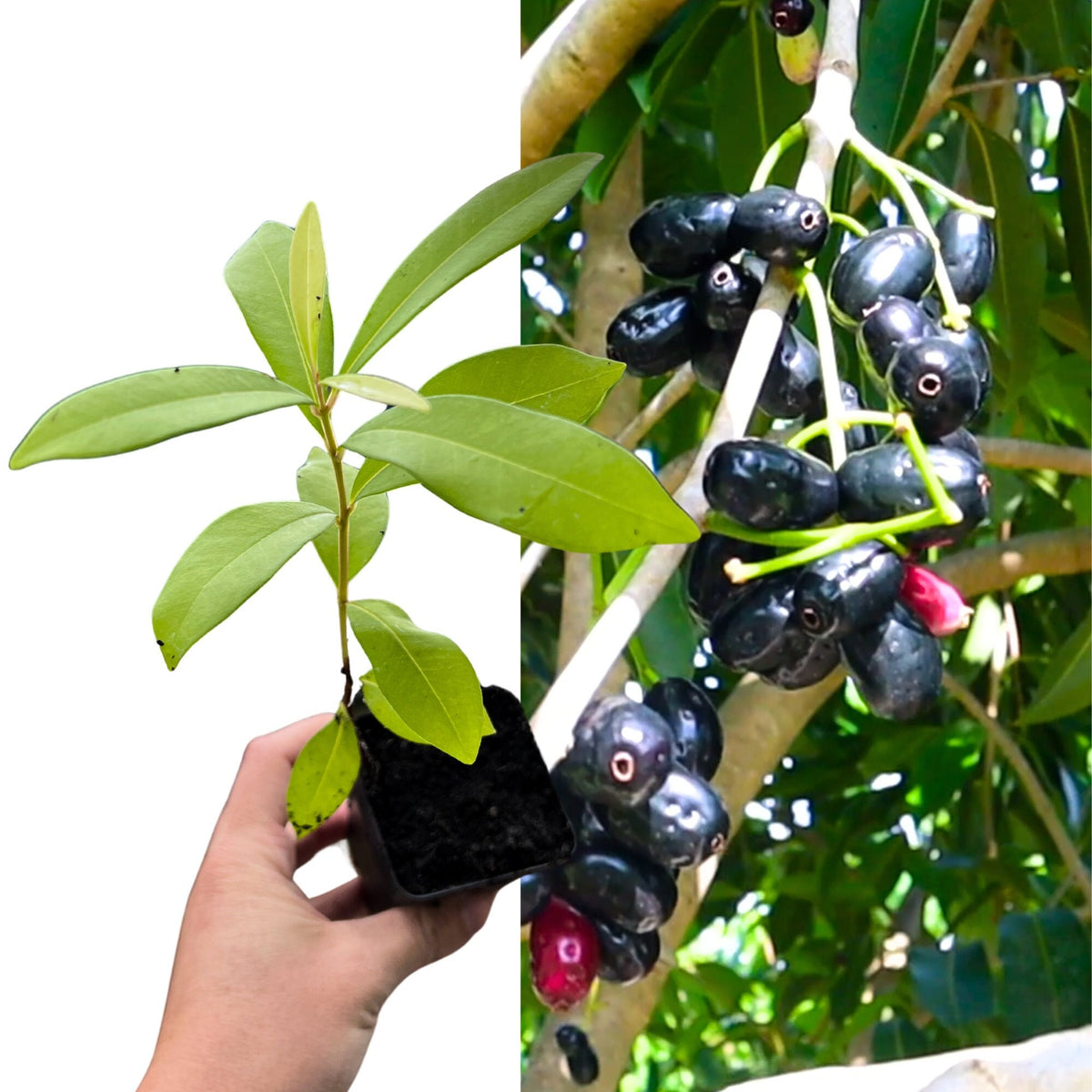 Java Plum Sapling Jamun / Java Plum Seedling (Syzygium cumini) – Rare Plant Cuttings