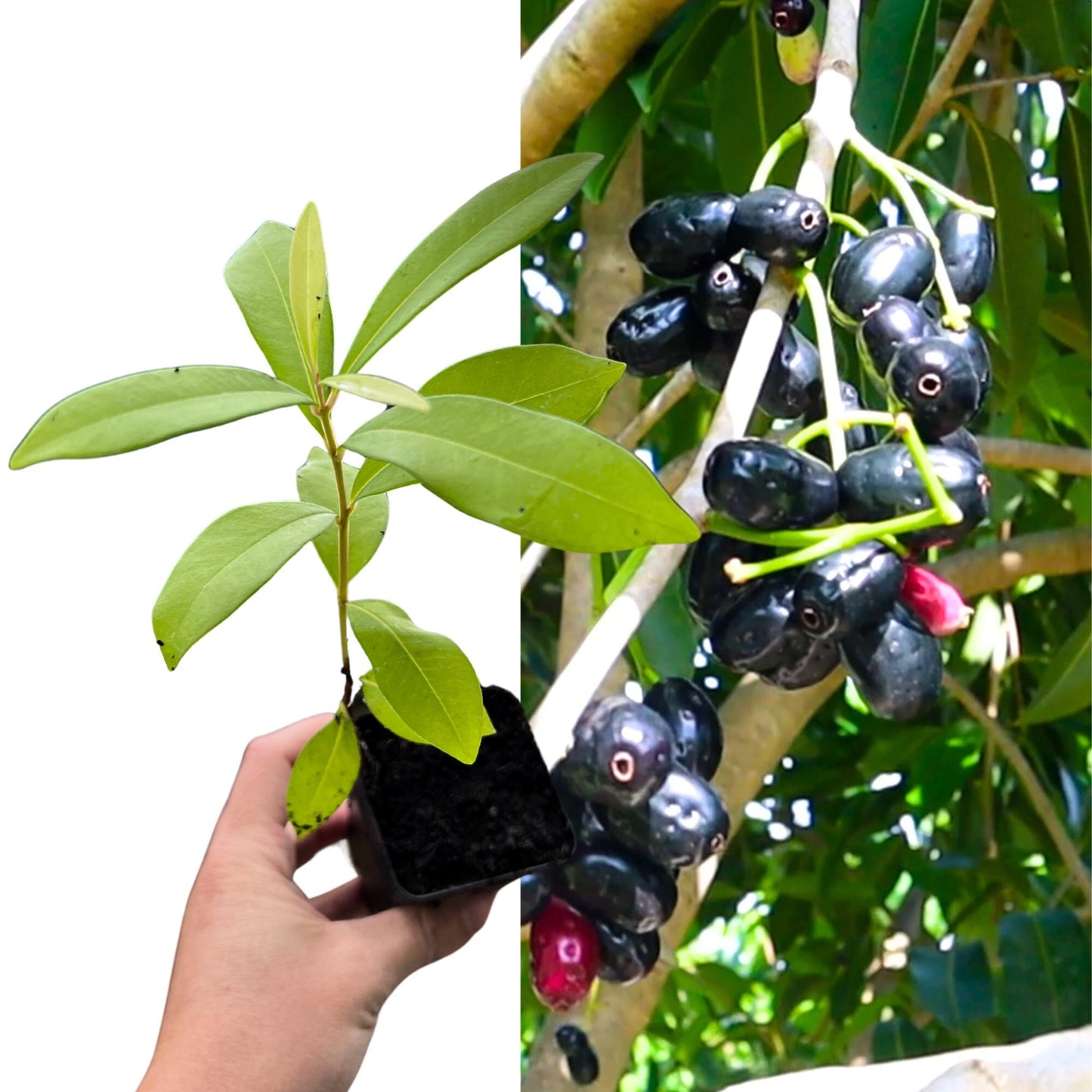 "Close-up of a thriving Jamun plant, showcasing lush green foliage and sturdy stems, perfect for gardeners eager to cultivate their own fruitful Jamun trees and enjoy its delicious, nutritious berries."