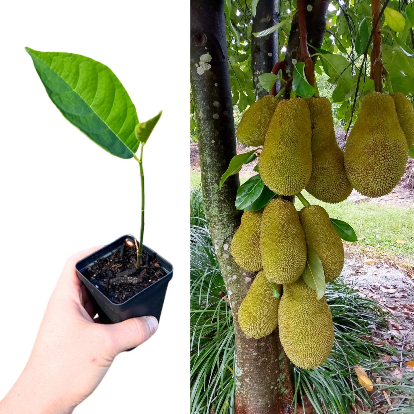 "Close-up of a healthy Golden Nugget Jackfruit plant, featuring vibrant green leaves and sturdy stems, perfect for enthusiasts looking to cultivate this prized and delicious tropical fruit tree."