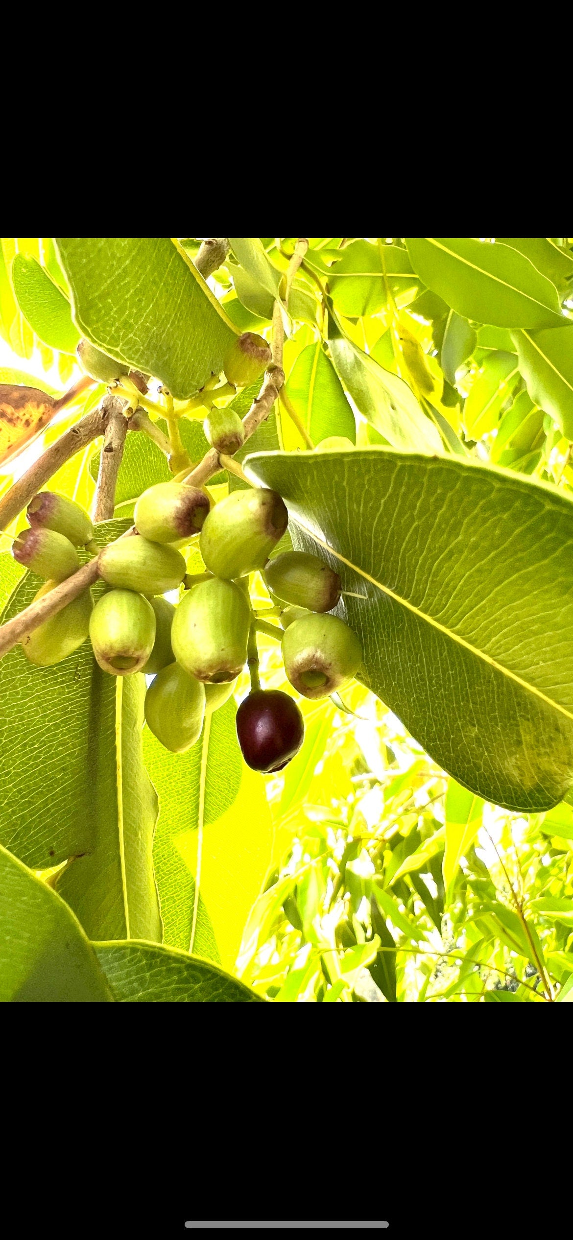 Belize Blackberry Fruit