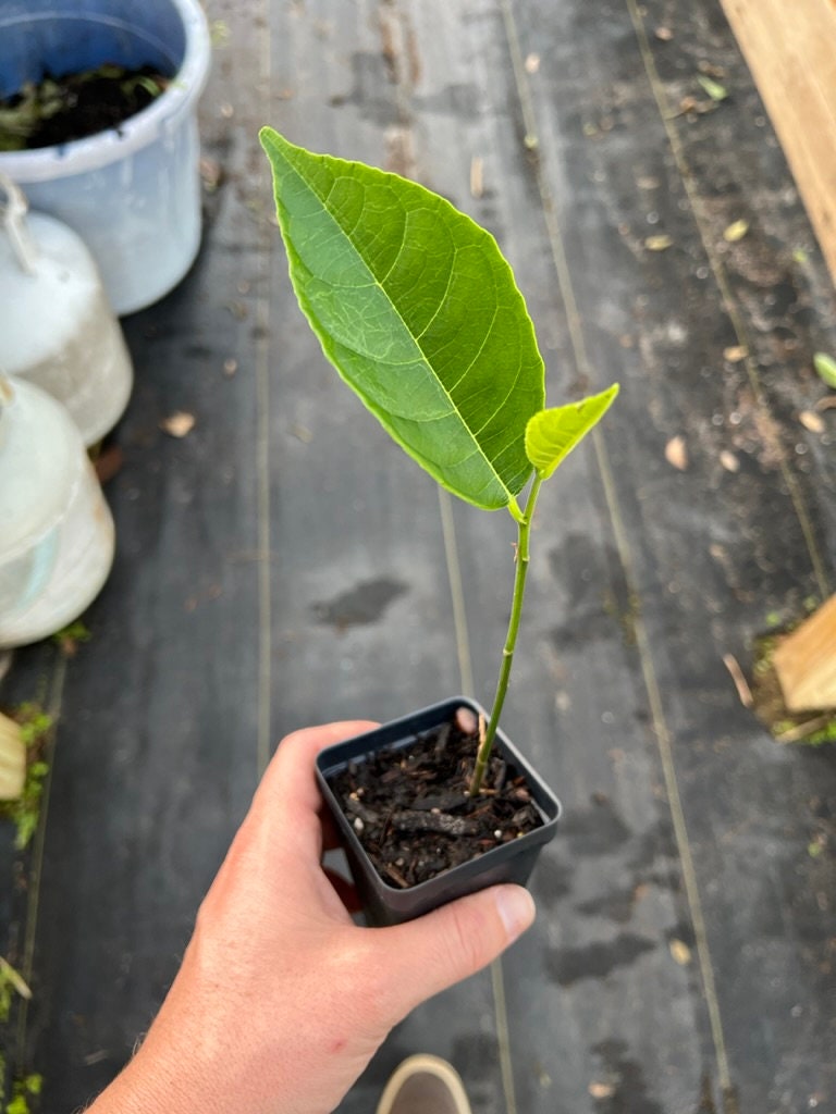 "Close-up of a healthy Golden Nugget Jackfruit plant, featuring vibrant green leaves and sturdy stems, perfect for enthusiasts looking to cultivate this prized and delicious tropical fruit tree."