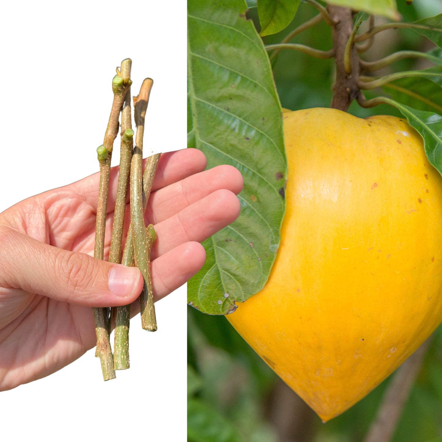 "Close-up of Bruce Canistel cuttings, showcasing healthy green leaves and robust stems, ideal for propagation and growing your own rich, eggfruit trees at home."