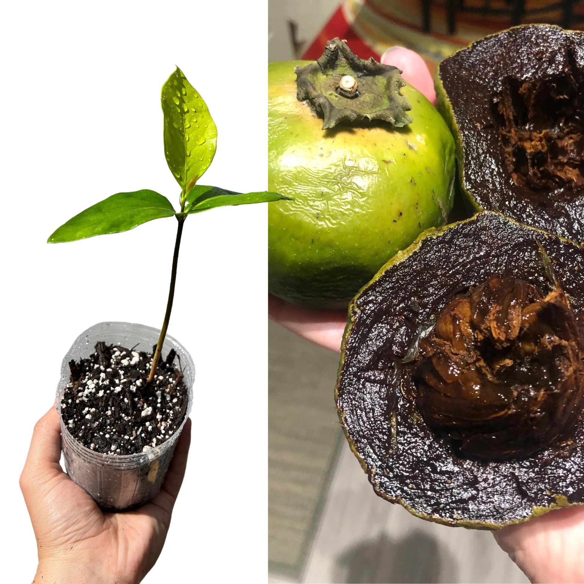 "Close-up of a thriving Black Sapote seedling, featuring lush green leaves and sturdy stems, ideal for cultivating your own chocolate pudding fruit tree."