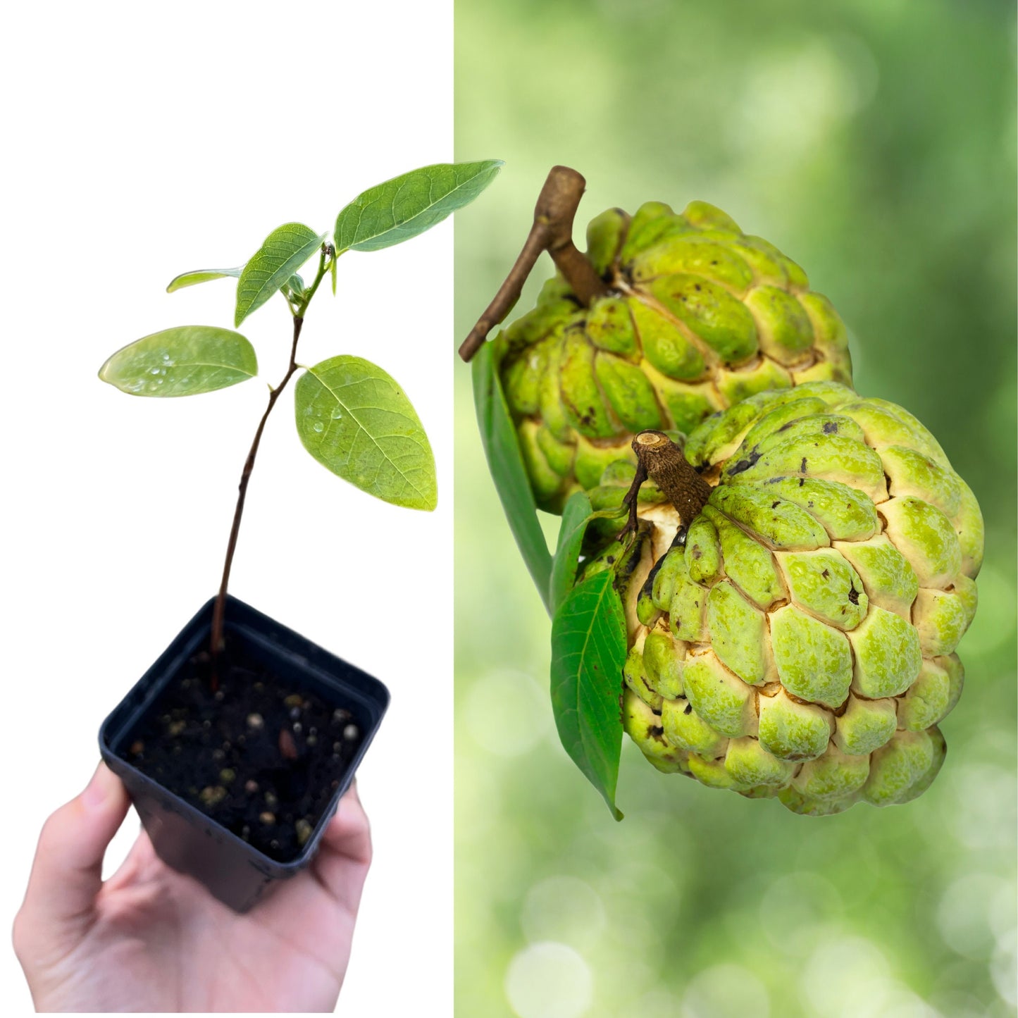 "Sugar Apple Plant: Cultivate the sweetness of the tropics with our Sugar Apple plants. Featuring lush green foliage and strong stems, they're perfect for home gardeners seeking to grow their own fruitful Sugar Apple trees."