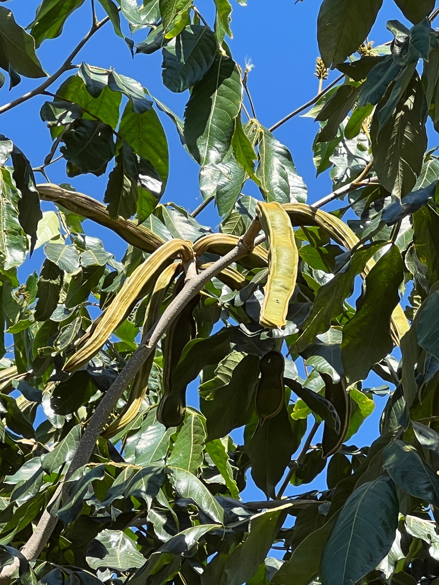 "Close-up of ripe Inga Edulis fruit, displaying its distinctive shape and vibrant coloration, ready for harvest and enjoyment, offering a sweet and satisfying tropical flavor."