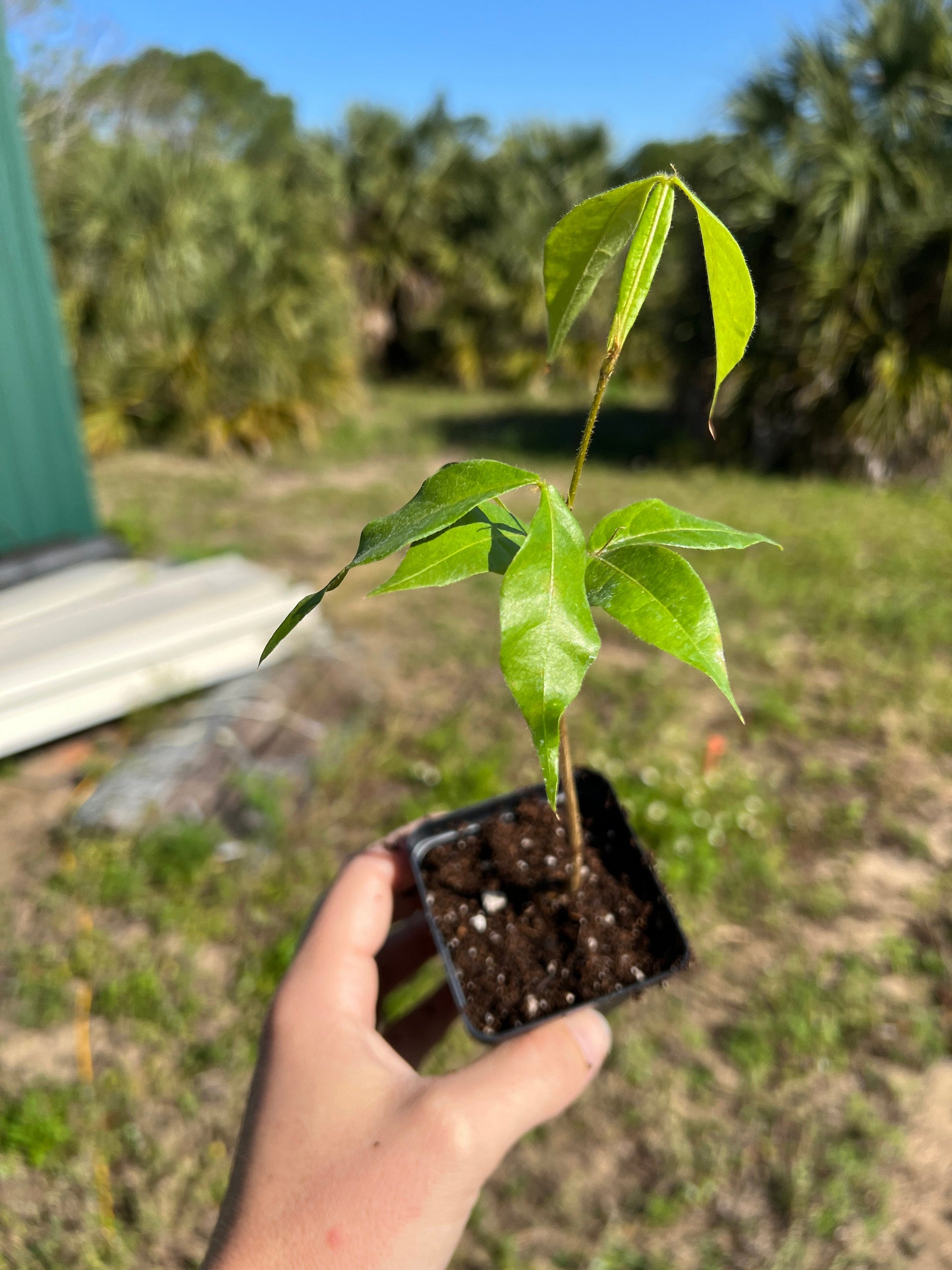 Ice Cream Bean Plant