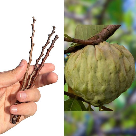 "Close-up of Dream Atemoya cuttings, featuring lush green foliage and sturdy stems, perfect for propagation and growing your own premium-quality Dream Atemoya trees at home."