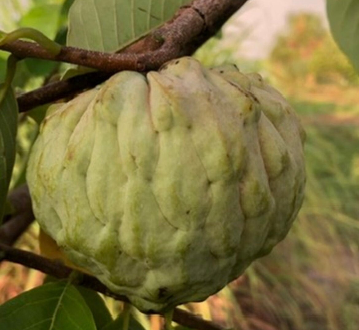 "Close-up of ripe Dream Atemoya fruit, showcasing its smooth, green skin and creamy, flavorful interior, perfect for tropical fruit enthusiasts and gardeners seeking exquisite home-grown produce."