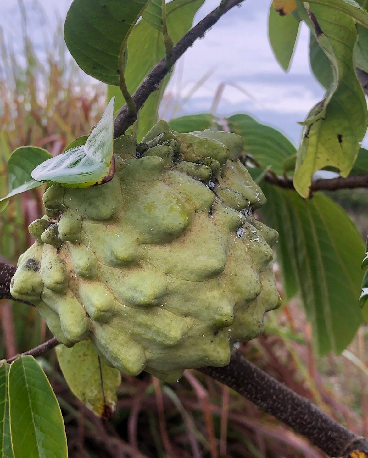 "Close-up of ripe Dream Atemoya fruit, showcasing its smooth, green skin and creamy, flavorful interior, perfect for tropical fruit enthusiasts and gardeners seeking exquisite home-grown produce."