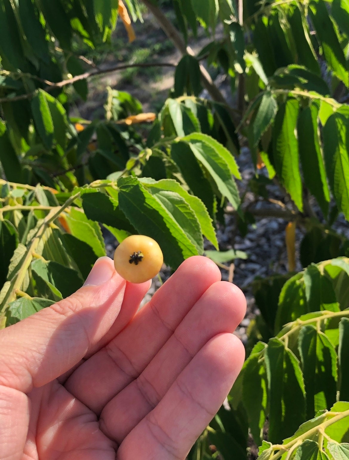 "Close-up of Yellow Cotton Candy Berry (Muntingia) fruit cuttings, exhibiting bright yellow berries and vigorous stems, ideal for propagation and nurturing your own delightful, tropical berry plants."