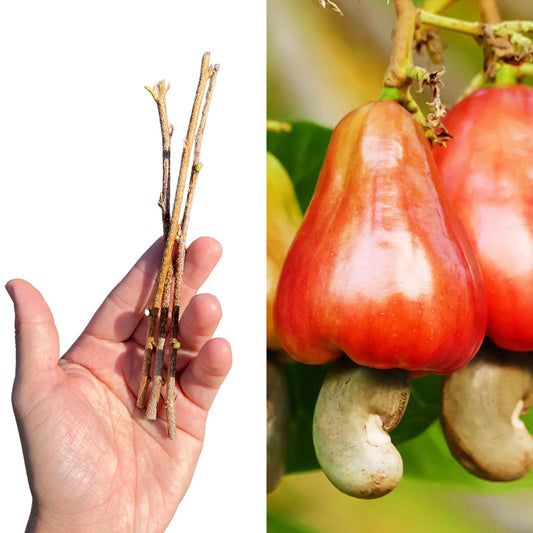 "Close-up of Cashew apple fruit and nut cuttings, featuring vibrant red and yellow fruit alongside robust cuttings, perfect for propagation and cultivating cashew trees with both tasty apples and nutritious nuts."