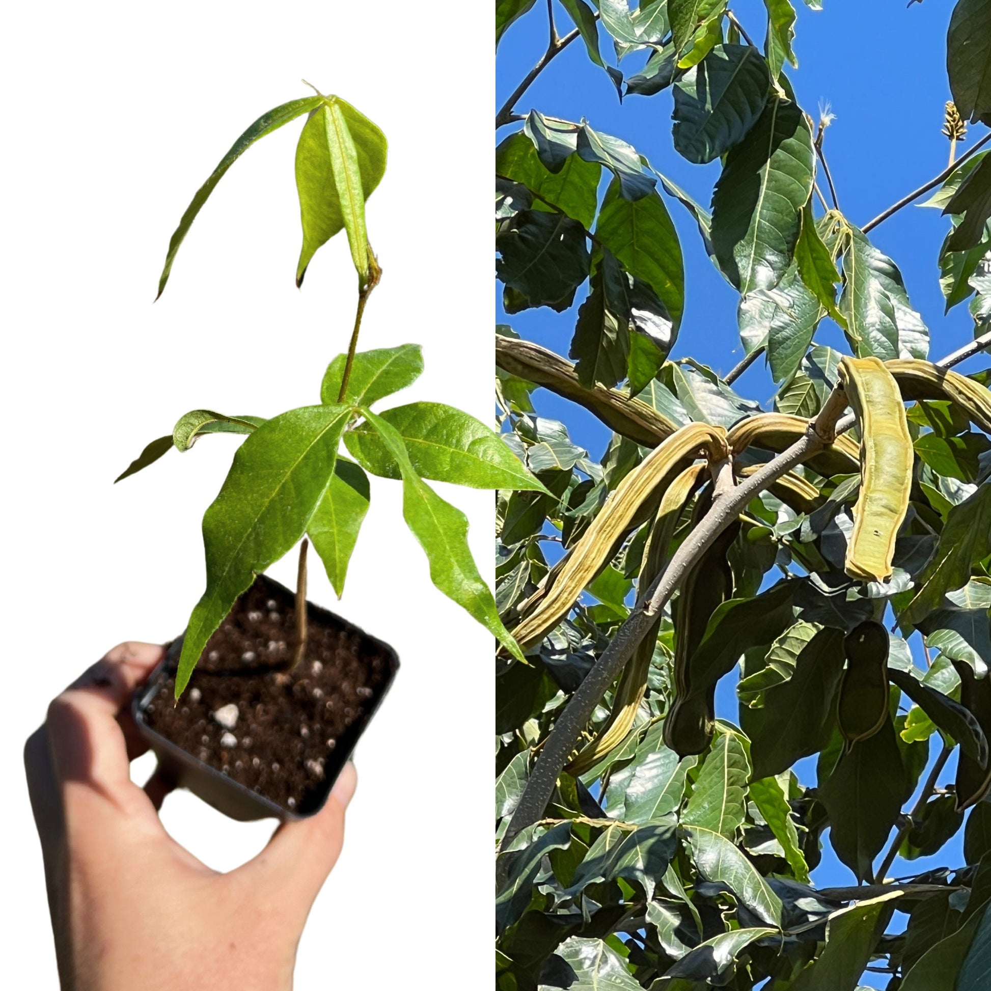 "Close-up of a thriving Inga Edulis plant, featuring lush green foliage and strong stems, ideal for gardeners seeking a resilient and productive addition to their tropical garden or orchard."