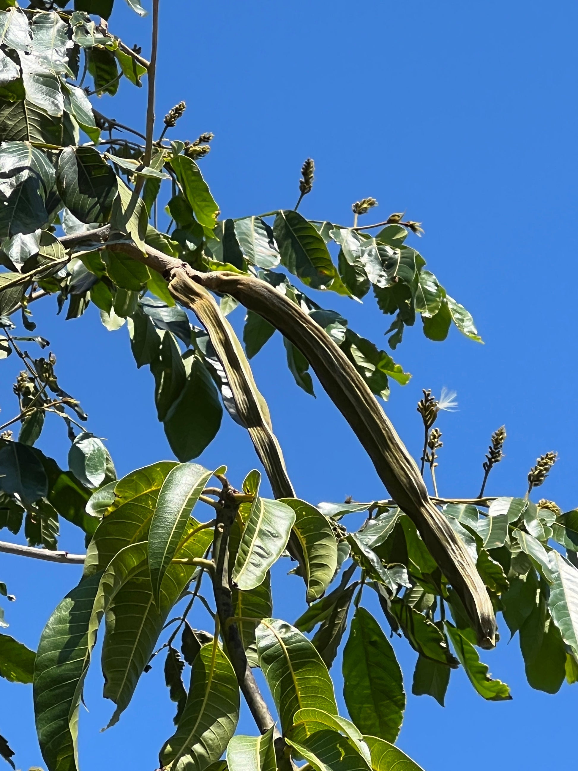 "Close-up of ripe Inga Edulis fruit, displaying its distinctive shape and vibrant coloration, ready for harvest and enjoyment, offering a sweet and satisfying tropical flavor."