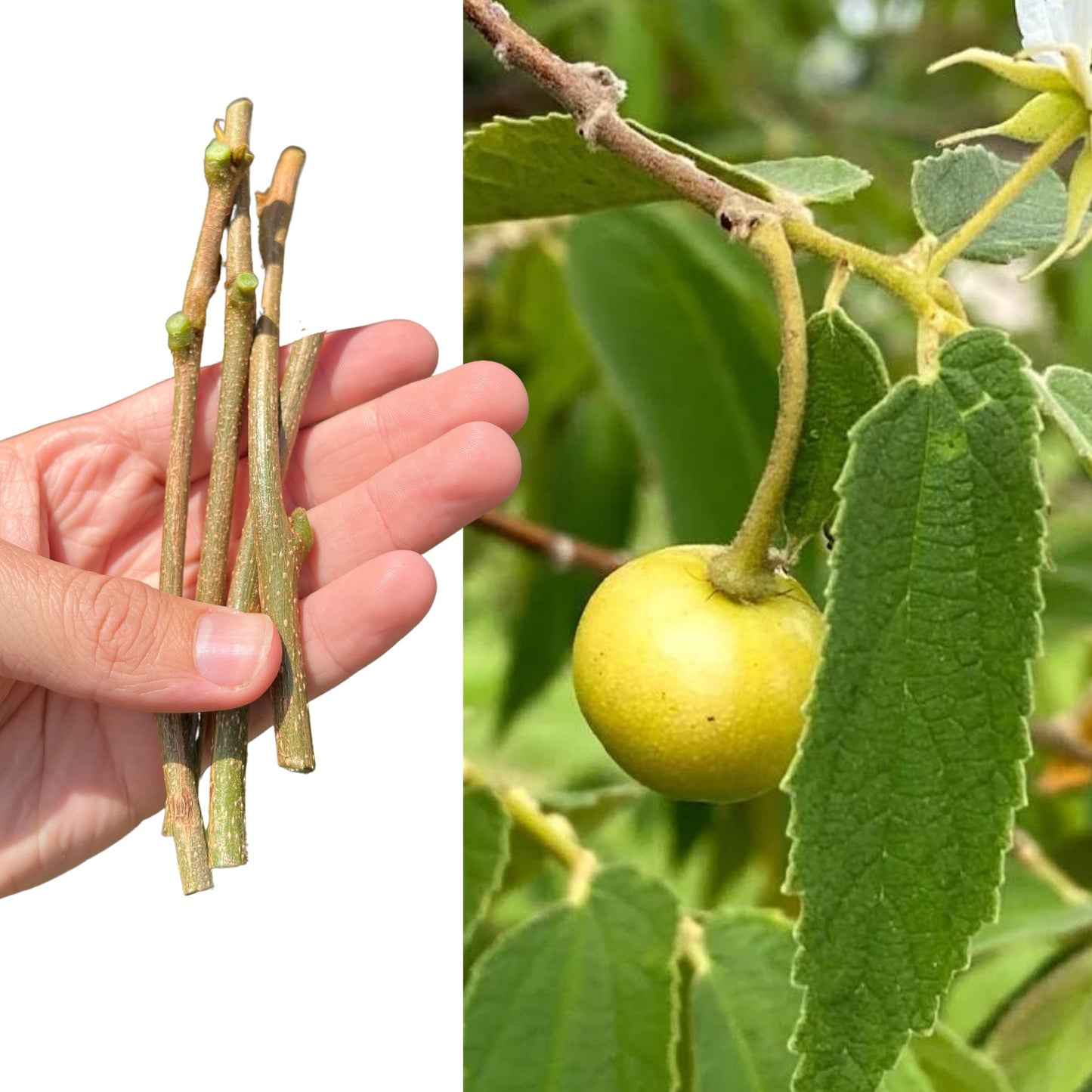 "Close-up of Yellow Cotton Candy Berry (Muntingia) fruit cuttings, exhibiting bright yellow berries and vigorous stems, ideal for propagation and nurturing your own delightful, tropical berry plants."