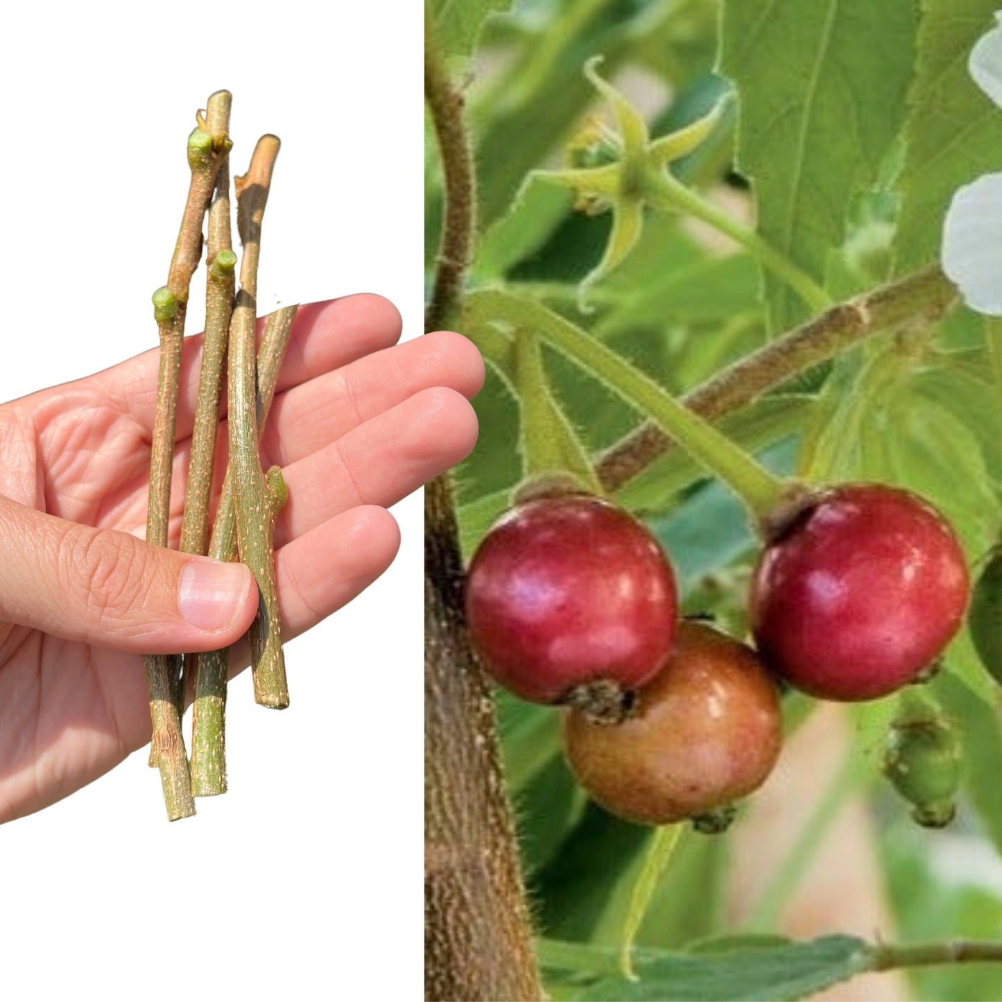 "Close-up of Red Cotton Candy Berry (Muntingia) fruit cuttings, showcasing vibrant red berries and healthy stems, perfect for propagation and cultivating your own sweet, tropical berry bushes at home."