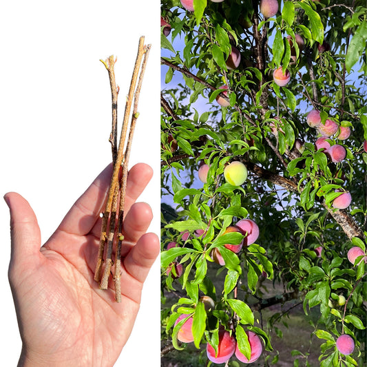 "Hypoluxo Plum cuttings: Begin your journey to growing your own delicious plums with these healthy cuttings. With their vibrant green leaves and strong stems, they're perfect for propagation, offering the potential to cultivate your own fruitful Hypoluxo Plum tree."