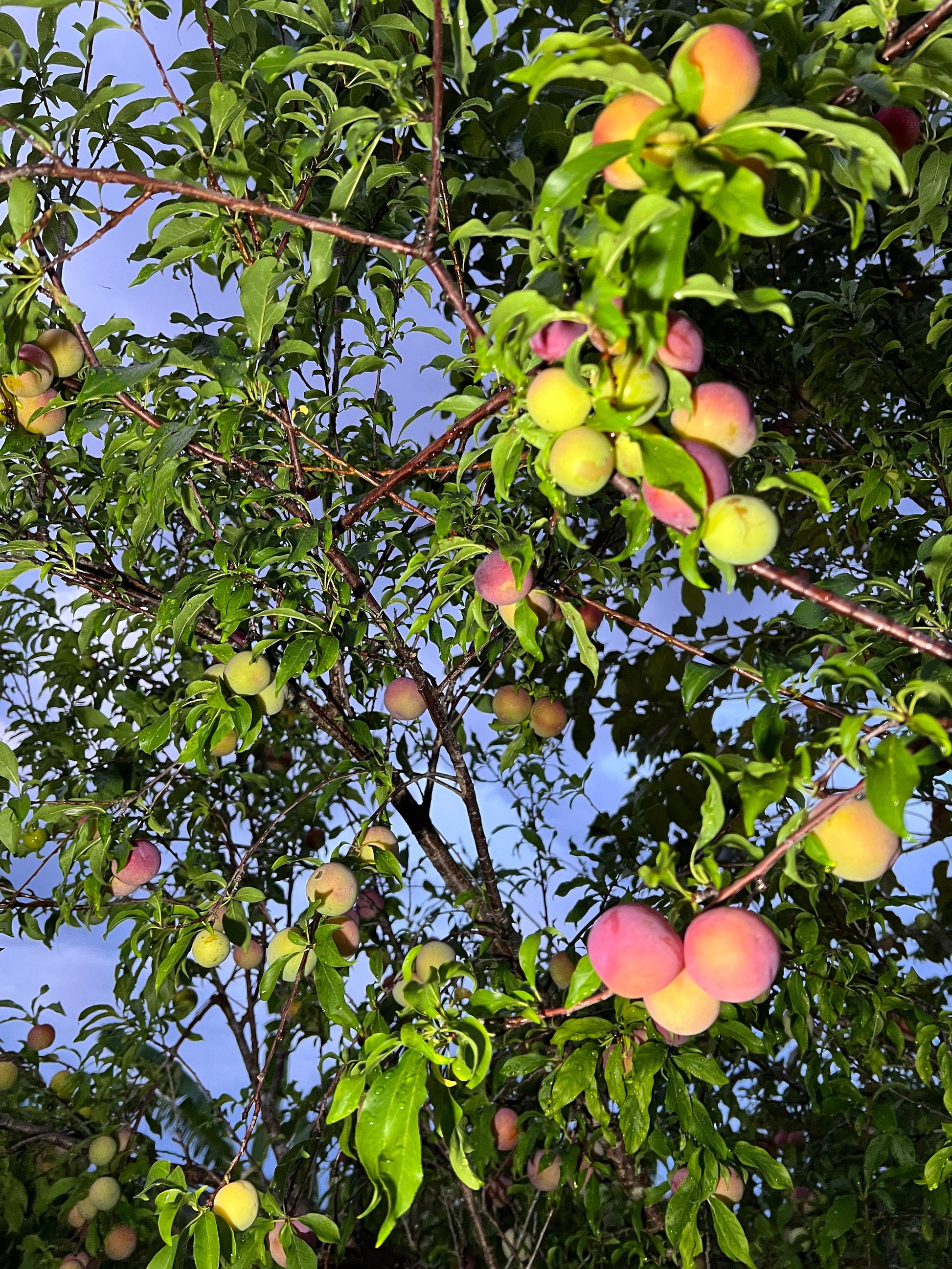 "Ripe Hypoluxo Plum fruit: Delight in the rich purple hues and sweet juiciness of our Hypoluxo Plums. Perfectly ripe and bursting with flavor, they're ideal for enjoying fresh or incorporating into your favorite recipes for a taste of summer sweetness."