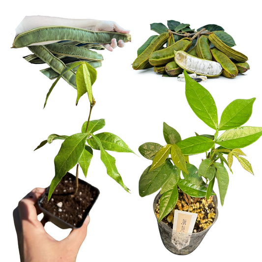 "Close-up of a healthy Ice Cream Bean plant, showcasing lush green foliage and sturdy stems, perfect for tropical gardeners looking to cultivate this exotic and fruitful tree species."