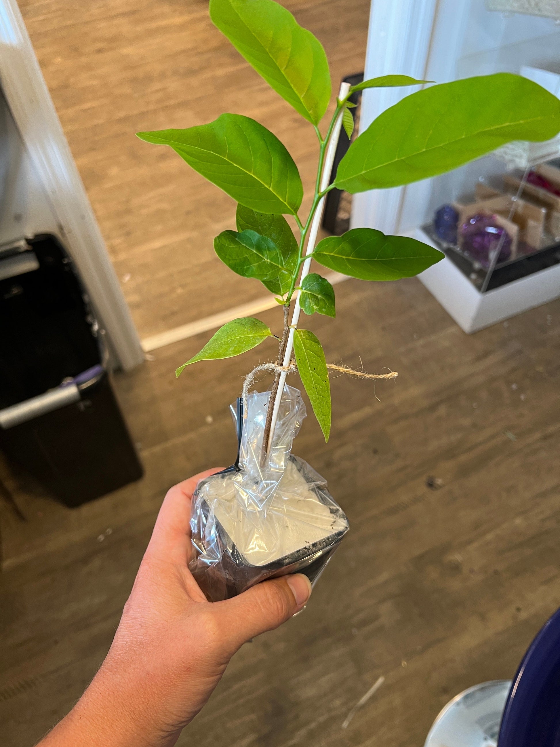 Sugar Apple Plant for sale