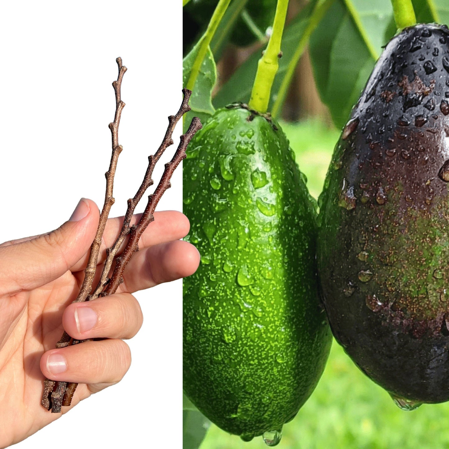 "Close-up of a ripe Joey Avocado, featuring its smooth, dark green skin and creamy, rich interior, perfect for guacamole, salads, and healthy snacking."