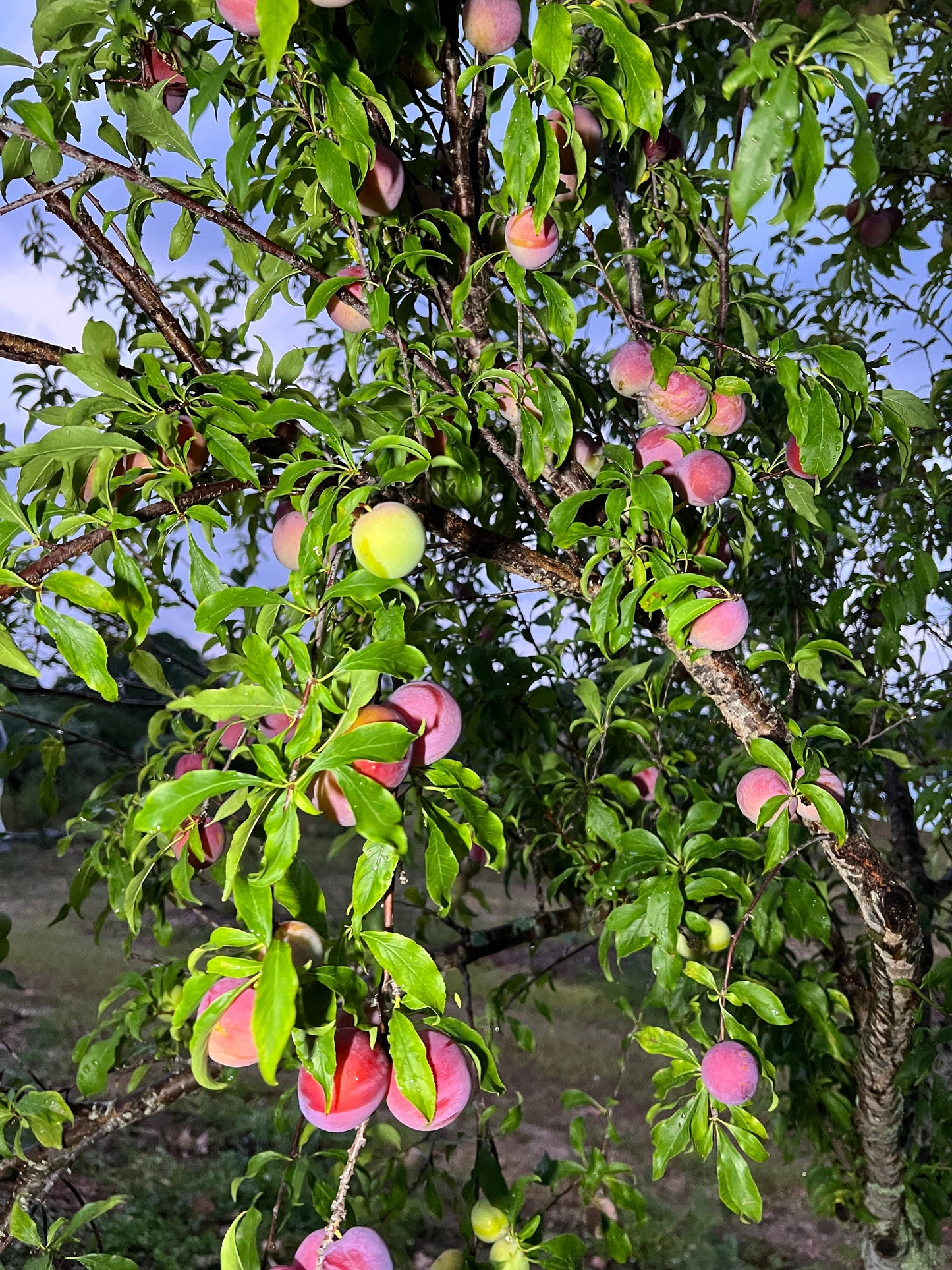 "Ripe Hypoluxo Plum fruit: Delight in the rich purple hues and sweet juiciness of our Hypoluxo Plums. Perfectly ripe and bursting with flavor, they're ideal for enjoying fresh or incorporating into your favorite recipes for a taste of summer sweetness."