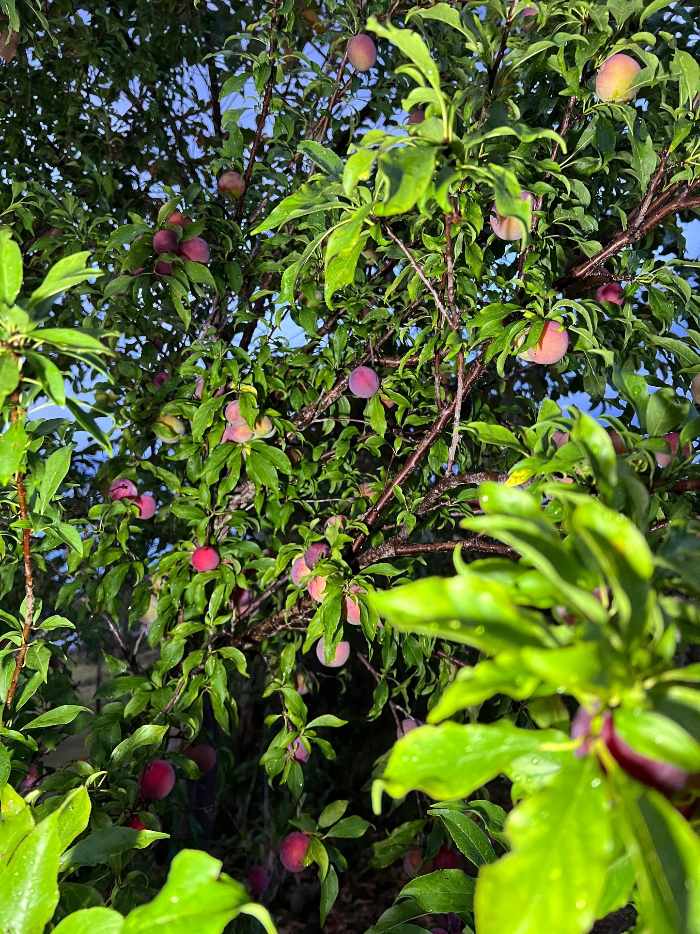 "Ripe Hypoluxo Plum fruit: Delight in the rich purple hues and sweet juiciness of our Hypoluxo Plums. Perfectly ripe and bursting with flavor, they're ideal for enjoying fresh or incorporating into your favorite recipes for a taste of summer sweetness."