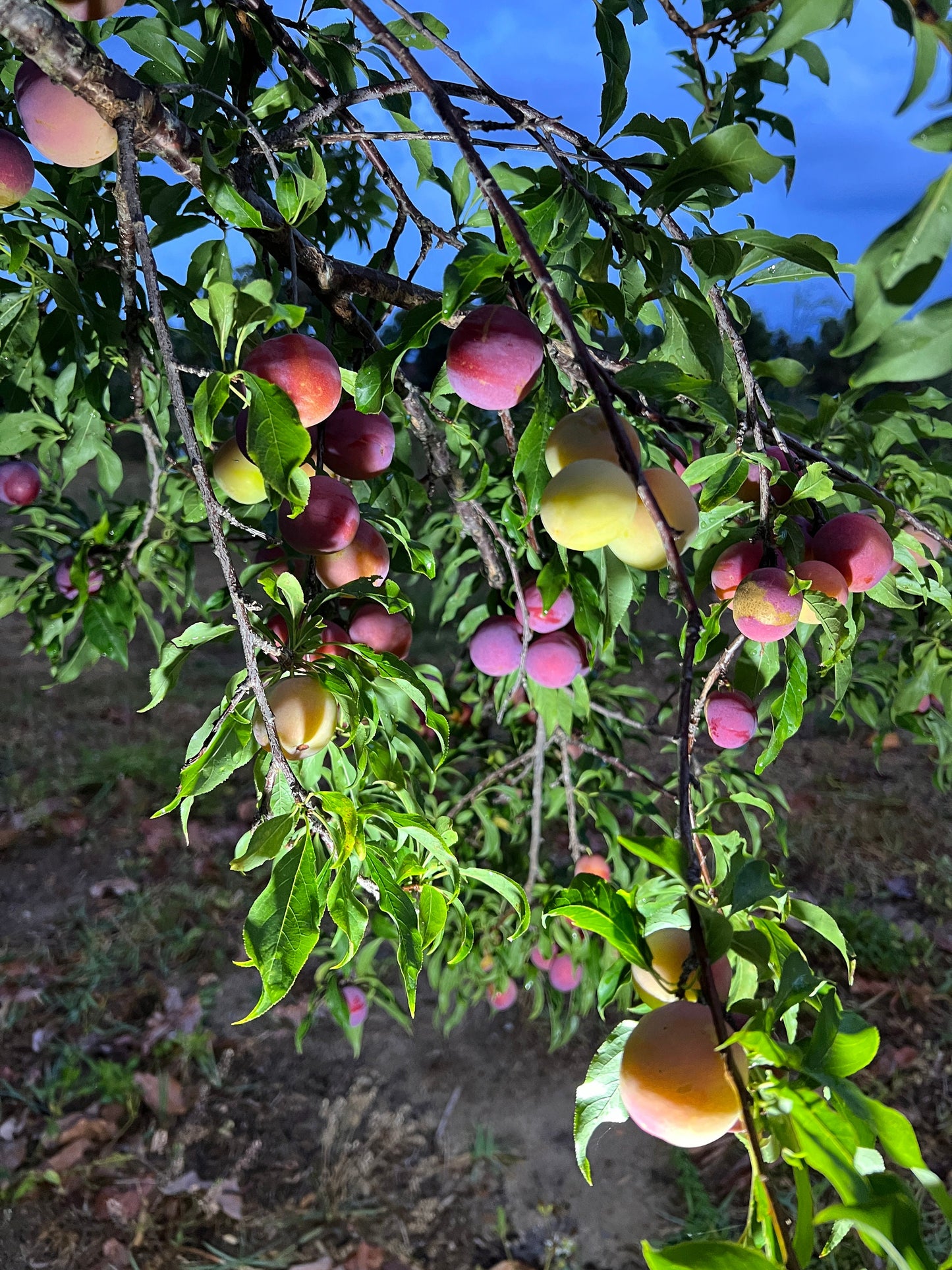 "Ripe Hypoluxo Plum fruit: Delight in the rich purple hues and sweet juiciness of our Hypoluxo Plums. Perfectly ripe and bursting with flavor, they're ideal for enjoying fresh or incorporating into your favorite recipes for a taste of summer sweetness."