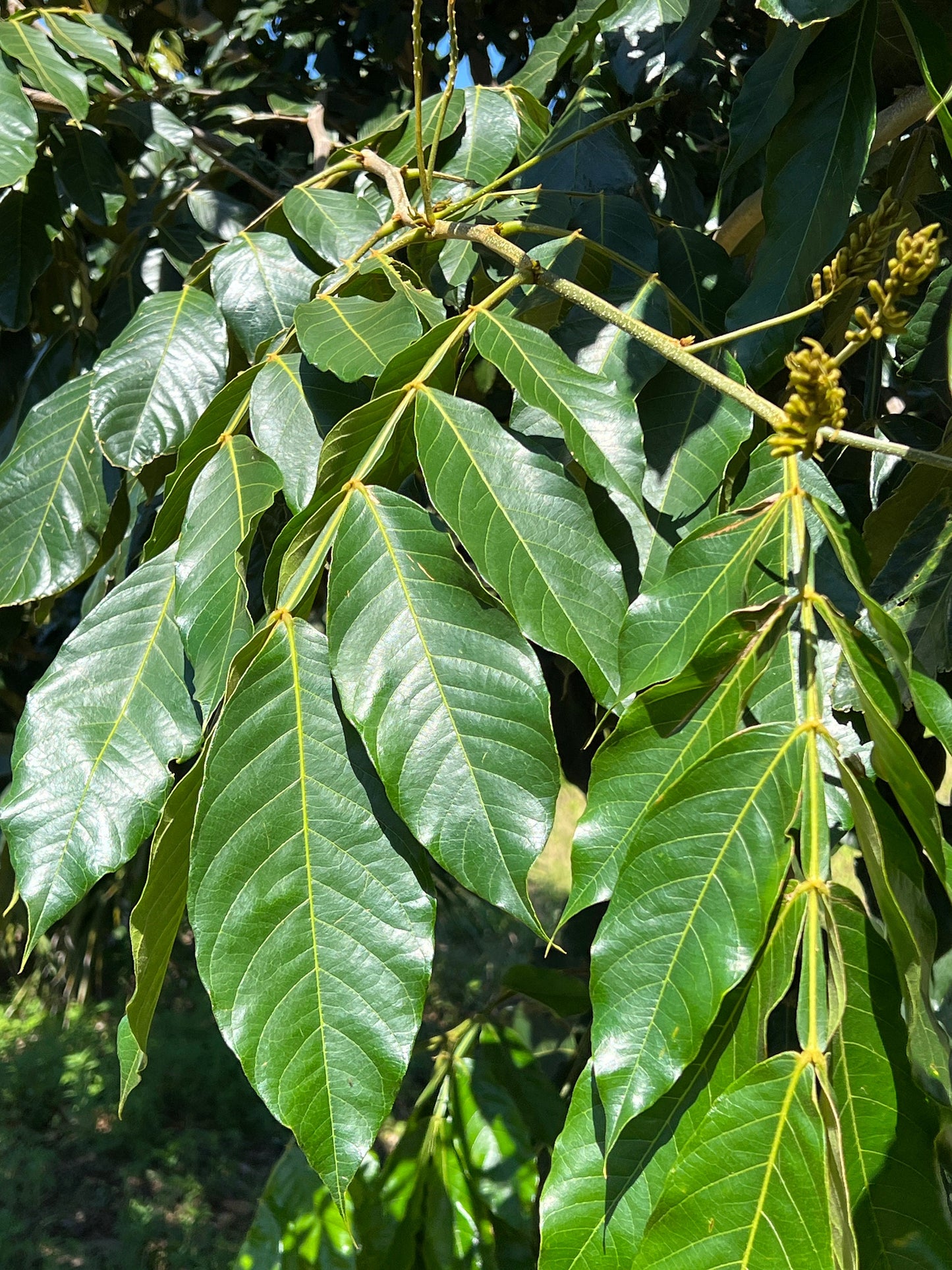 Ice Cream Bean Variety Bundle (Edulis & Feullei)