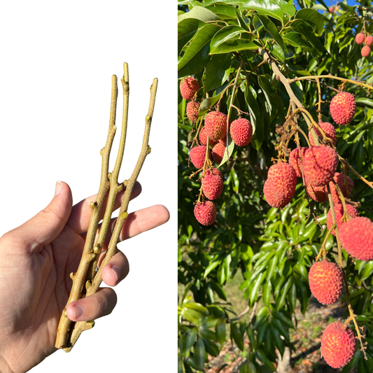 Sweetheart Lychee Scions – 3-Scion Bundle | Premium Grafting Wood from Fruiting-Age Tree, Ultra-Sweet Lychee Variety