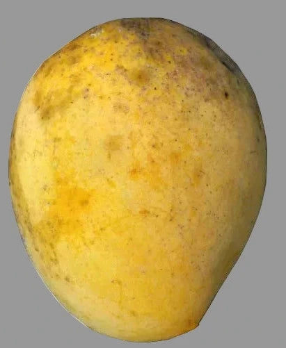 Cecilove / Zill 34-24