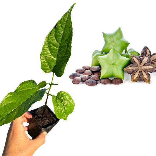 Sacha Inchi Plant / Inca Nut